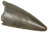Serrated, Triassic Reptile (Postosuchus?) Tooth - Arizona #321038-1